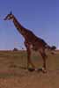 masai giraffe photo