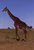 Click for the giraffe photos