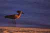 hammerkop photo