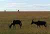 Click for the hartebeest photo