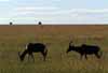 hartebeest pair photo