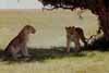 lions under tree photo