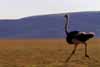Click for the ostrich photo