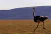 ostrich photo