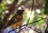 Click for the weaver bird photo