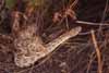 puff adder snake photo