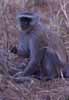 Click for the vervet monkey photo