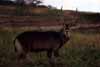 Click for the waterbuck photo