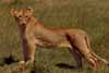 lion cub photo