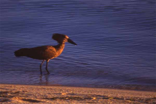 Photo of hammerkop at Lake Malawi