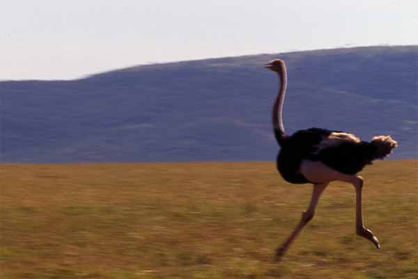 Photo of ostrich at the Masai Mara