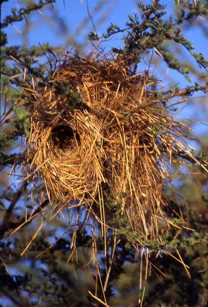 Photo of weaver bird nest