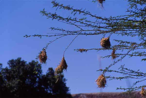 Photo of weaver bird nest colony