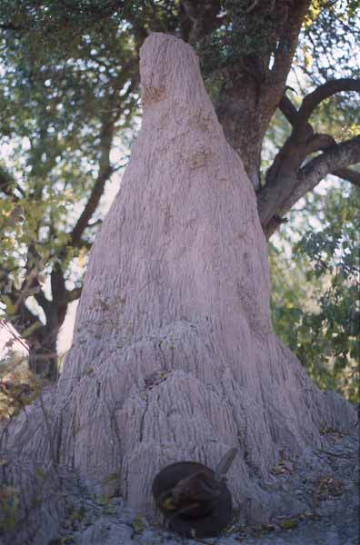 Photo of termite mound, Zimbabwe