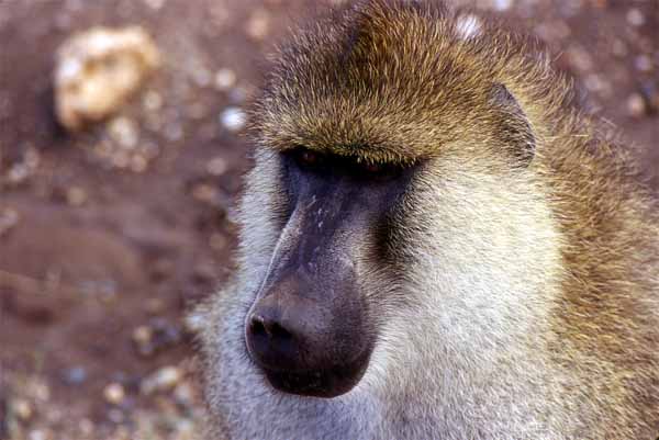 Photo of baboon at Amboseli