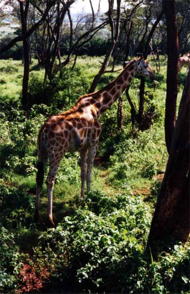 Photo of baby giraffe, Nairobi