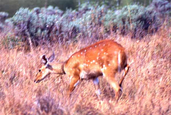 Photo of bushbuck doe, Nyika National Park