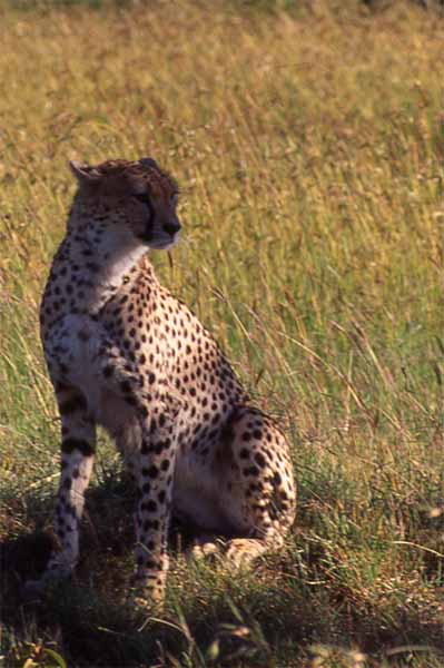 Photo of cheetah, Masai Mara