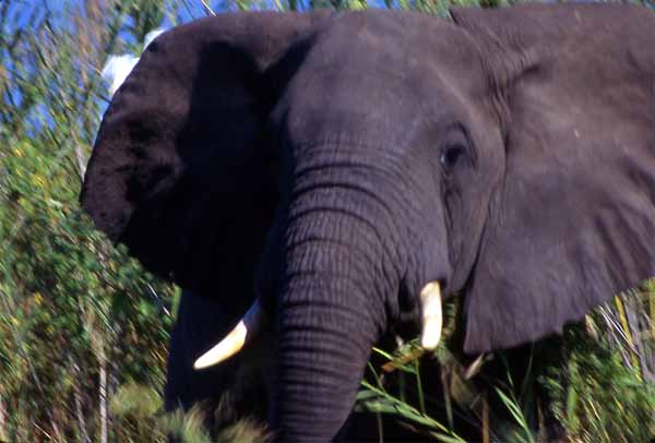Photo of charging elephant, Liwonde National Park, Malawi
