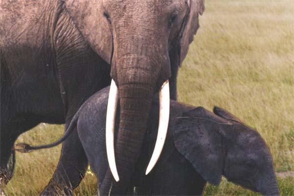 Photo of elephant and baby, Amboseli National Park