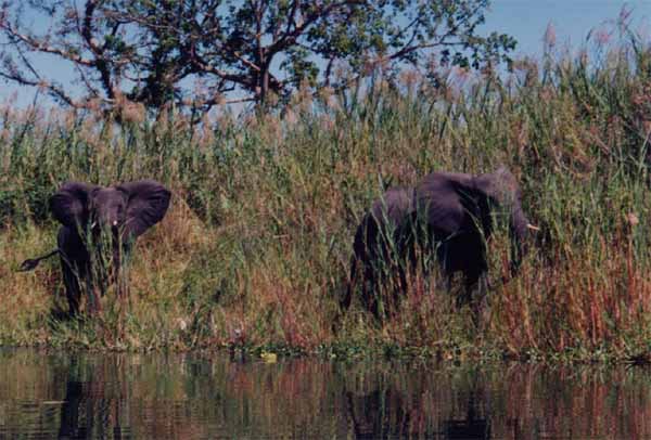 Photo of pair of elephants, Liwonde National Park, Malawi