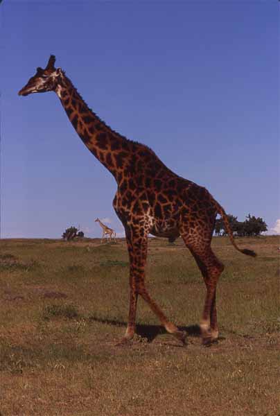 Photo of giraffe, Masai Mara