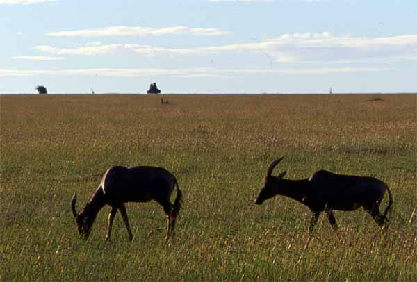 Photo of hartebeest, Masai Mara