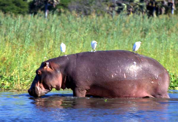 Photo of hippo, Liwonde National Park