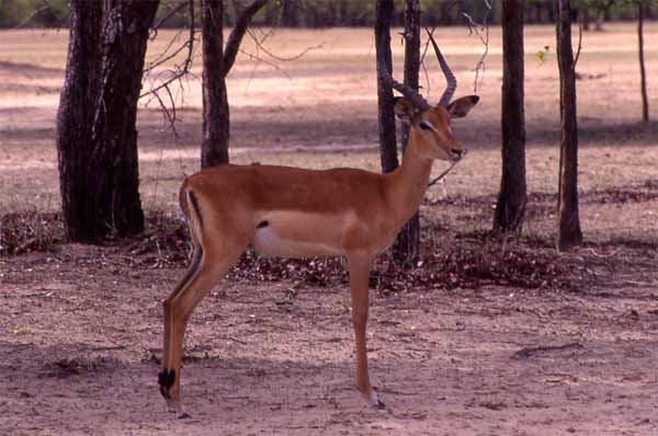 Photo of impala, Victoria Falls National Park