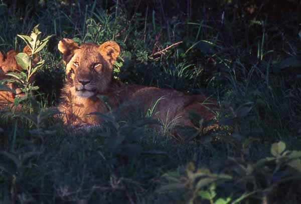 Photo of lion resting in shade, Mara National Reserve