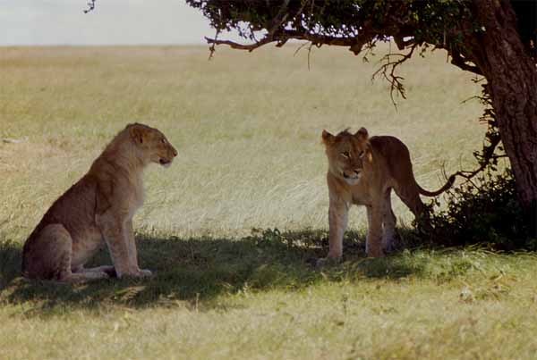 Photo of pair of lions, Mara National Reserve