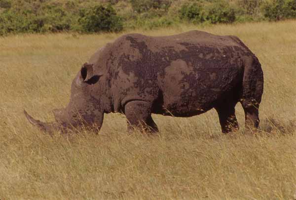 Photo of white rhino, Amboseli National Park