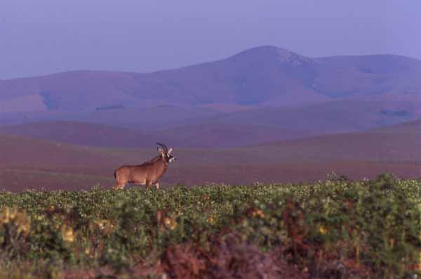 Photo of roan, Nyika National Park