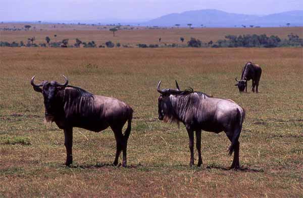 Photo of wildebeest, Amboseli National Park