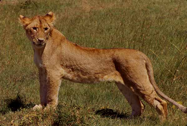 Photo of young male lion, Mara National Reserve