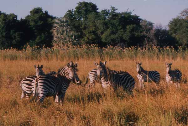 Photo of zebra, Victoria Falls National Park
