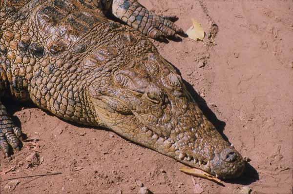 Photo of crocodile head