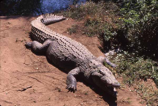 Photo of crocodile