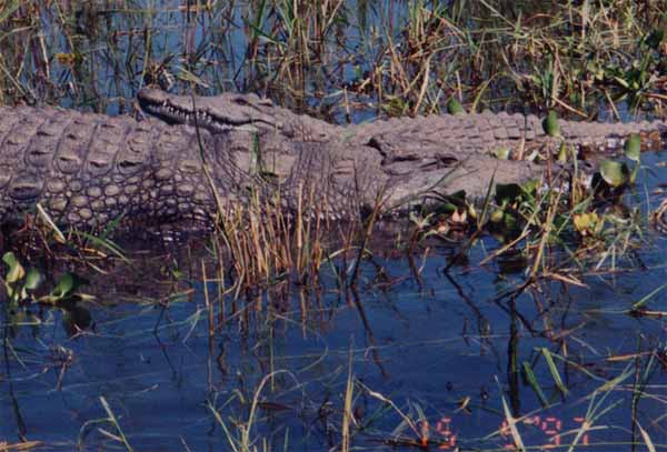 Photo of pair of crocodiles