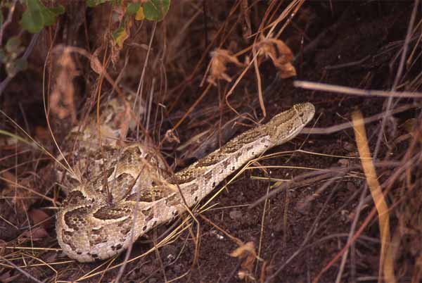 Photo of puff adder