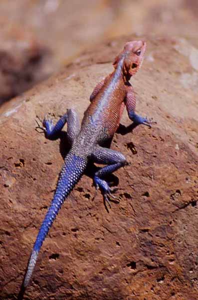 Photo of rainbow lizard
