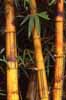 Click for the bamboo photo