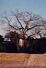 Click for the baobab photos