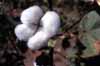 cotton boll photo