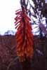 kniphofia photo