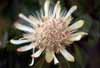 white protea photo