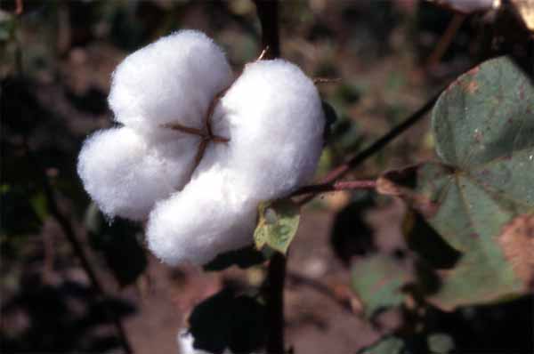 Photo of cotton