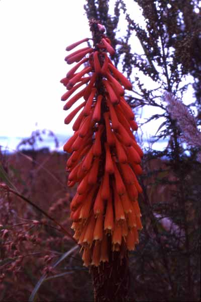 Photo of kniphofia at Nyika