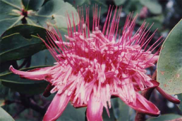 Photo of protea at Nyika