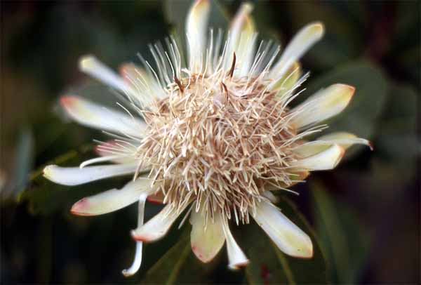 Photo of white protea at Nyika